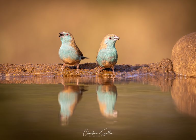 Blue Waxbill am Mkhombe-Birdbath-Hide
