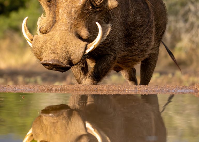 Warzenschwein am Mkhombe-Hide