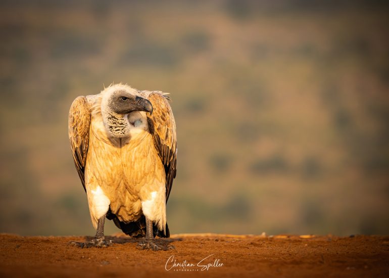 Geiger am Scavanger's Hill-Hide