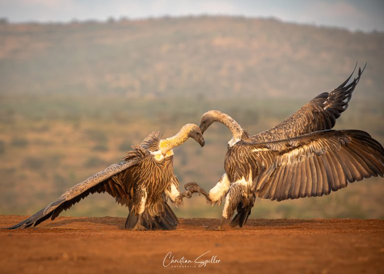 Geiger am Scavanger's Hill-Hide