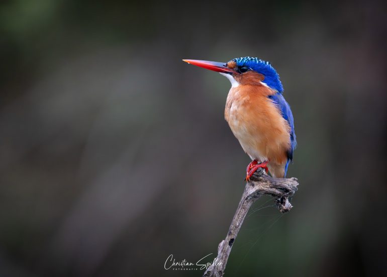 Eisvogel am Lagoon-Hide