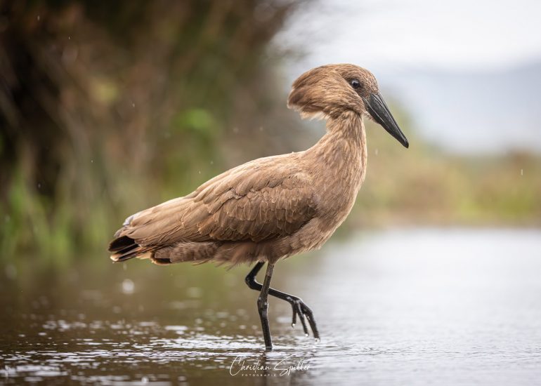 Hammerkopf am Lagoon-Hide