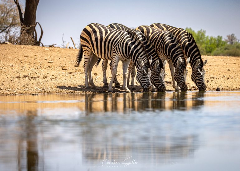 Zebras am Terrapin-Hide