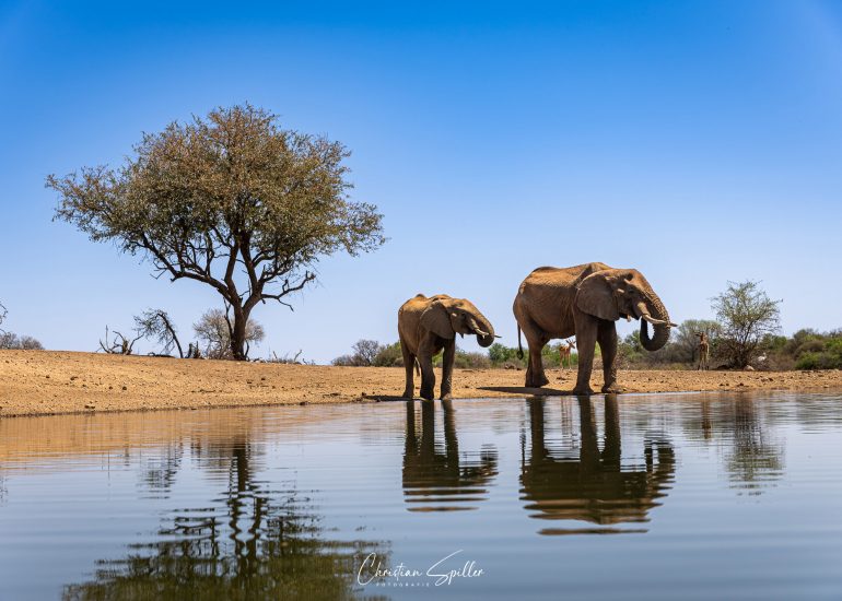 Elefanten am Terrapin-Hide
