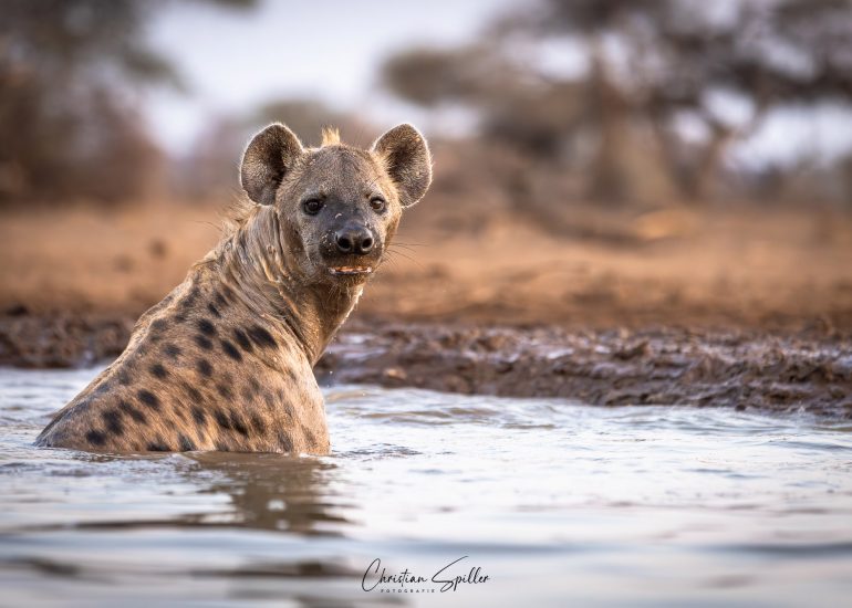 Hyäne am Lala-Limpopo-Hide