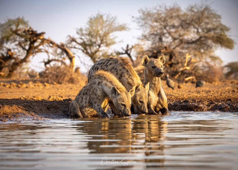 Hyänen am Lala-Limpopo-Hide