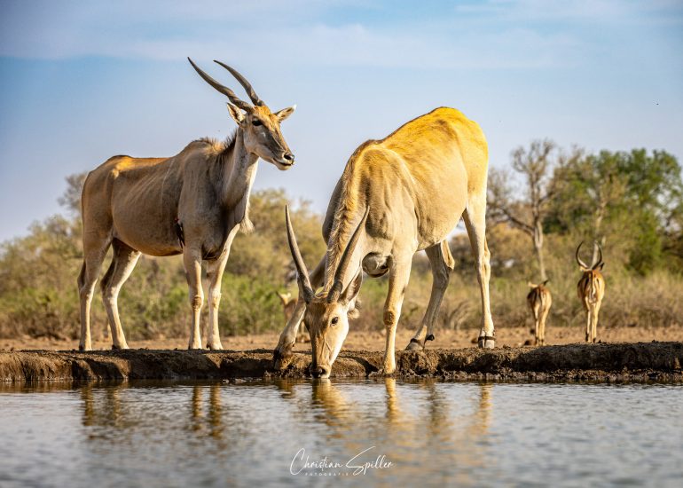 Eland-Antilopen am Matebole Hide