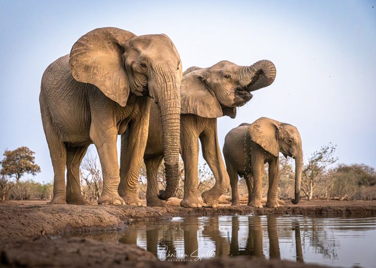 Elefanten am Matebole Hide