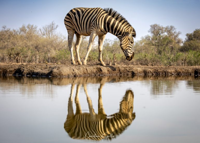 Zebra am Matebole-Hide