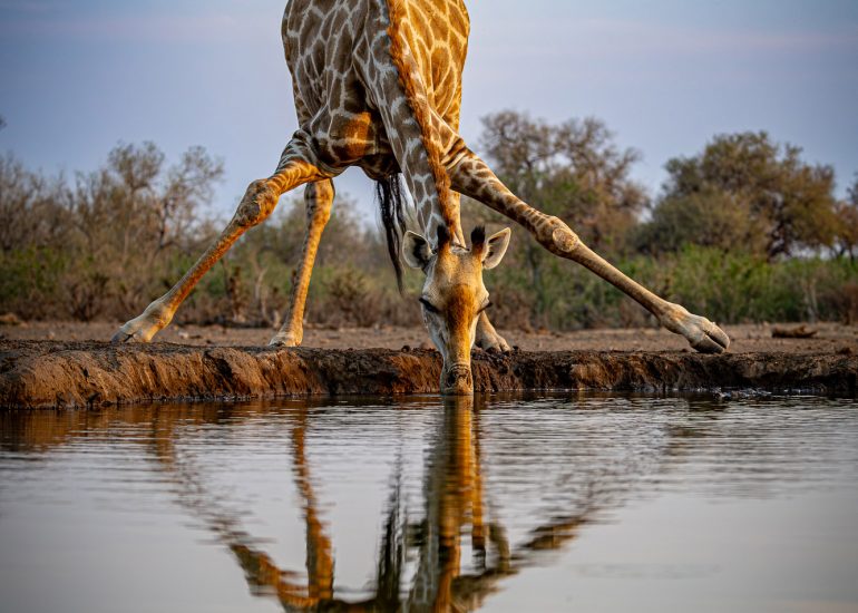 Giraffe am Matebole-Hide