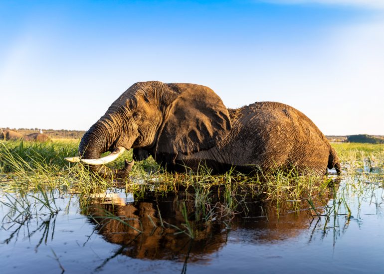 Elefant im Chobe Fluss