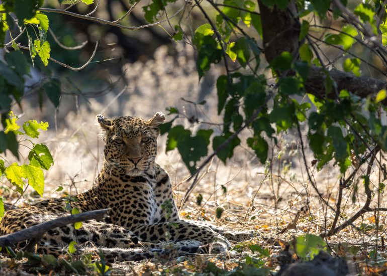 Leopard im Chobe Nationalpark